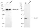 HSP40 Antibody in Western Blot (WB)