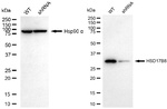 HSD17B8 Antibody in Western Blot (WB)