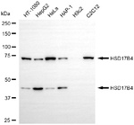 HSD17B4 Antibody in Western Blot (WB)