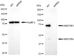 HSD17B4 Antibody in Western Blot (WB)