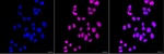 HNRNPA0 Monoclonal Antibody (24GB6620)