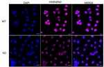 HNRNPA0 Antibody in Immunocytochemistry (ICC/IF)