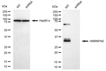 HNRNPA0 Antibody in Western Blot (WB)