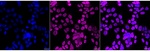 hnRNP UL1 Recombinant Rabbit Monoclonal Antibody (24GB13625)