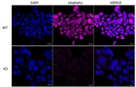 hnRNP UL1 Antibody in Immunocytochemistry (ICC/IF)