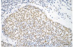 hnRNP UL1 Antibody in Immunohistochemistry (Paraffin) (IHC (P))