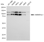 hnRNP UL1 Antibody in Western Blot (WB)
