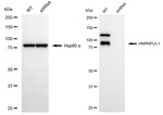 hnRNP UL1 Antibody in Western Blot (WB)