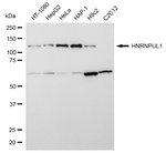 hnRNP UL1 Recombinant Rabbit Monoclonal Antibody (24GB13755)