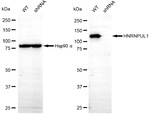 hnRNP UL1 Antibody in Western Blot (WB)