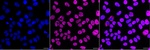 hnRNP A1L2 Recombinant Rabbit Monoclonal Antibody (24GB13645)