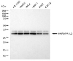 hnRNP A1L2 Antibody in Western Blot (WB)