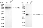 hnRNP A1L2 Antibody in Western Blot (WB)