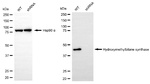 HMBS Antibody in Western Blot (WB)