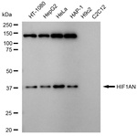 HIF1AN Antibody in Western Blot (WB)