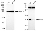 HIF1AN Antibody in Western Blot (WB)