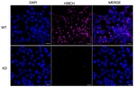 HIBCH Monoclonal Antibody (24GB13040)