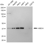 HIBCH Antibody in Western Blot (WB)
