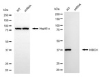 HIBCH Antibody in Western Blot (WB)