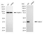 HIBCH Antibody in Western Blot (WB)