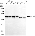 HEXIM1 Antibody in Western Blot (WB)