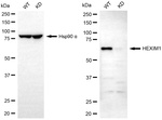 HEXIM1 Antibody in Western Blot (WB)