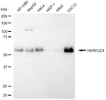 HERPUD1 Antibody in Western Blot (WB)