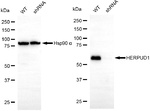 HERPUD1 Antibody in Western Blot (WB)