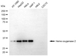 Heme oxygenase 2 Monoclonal Antibody (24GB13980)