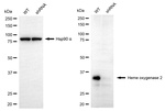 Heme oxygenase 2 Antibody in Western Blot (WB)