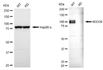 HEF1 Antibody in Western Blot (WB)