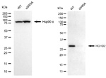 HDHD2 Antibody in Western Blot (WB)