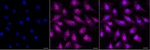 HDHD2 Monoclonal Antibody (24GB13055)