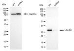 HDHD2 Antibody in Western Blot (WB)