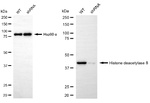 HDAC8 Antibody in Western Blot (WB)