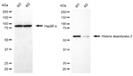 HDAC2 Antibody in Western Blot (WB)