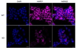 HARS Antibody in Immunocytochemistry (ICC/IF)