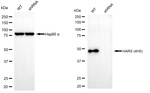 HARS Antibody in Western Blot (WB)