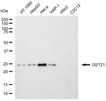 GSTZ1 Monoclonal Antibody (24GB13130)