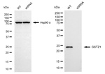 GSTZ1 Antibody in Western Blot (WB)