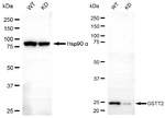 GSTT2 Antibody in Western Blot (WB)