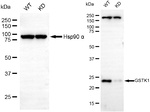GSTK1 Antibody in Western Blot (WB)