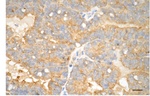 GPX4 Antibody in Immunohistochemistry (Paraffin) (IHC (P))