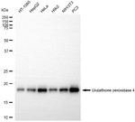 GPX4 Antibody in Western Blot (WB)