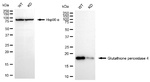 GPX4 Antibody in Western Blot (WB)