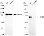 GPD2 Antibody in Western Blot (WB)