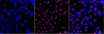 GOLPH2 Monoclonal Antibody (24GB13075)