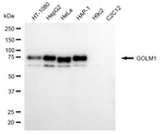 GOLPH2 Antibody in Western Blot (WB)