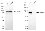 GOLPH2 Antibody in Western Blot (WB)