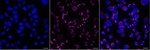 GOLPH2 Monoclonal Antibody (24GB13080)